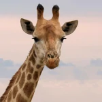 sample2.webp